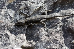 Hemicordylus capensis
