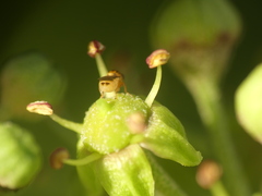 Thaumatomyia notata