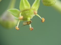 Thaumatomyia notata