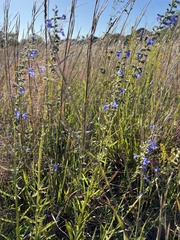 Salvia azurea