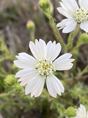 Hemizonia congesta luzulifolia