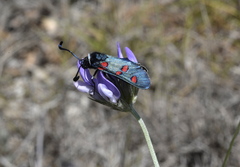 Zygaena lavandulae
