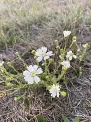 Hemizonia congesta luzulifolia