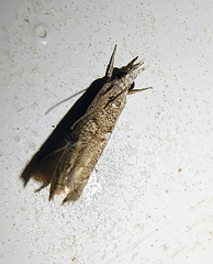 Culladia hastiferalis