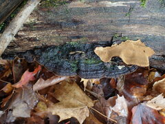 Phellinopsis conchata