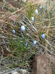 Adenophora stenanthina