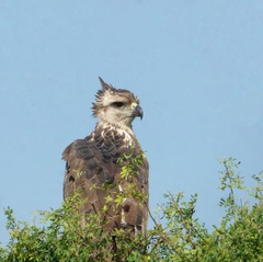 Buteogallus coronatus