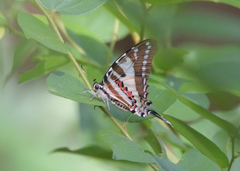 Graphium nomius