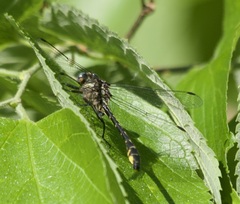 Phanogomphus quadricolor