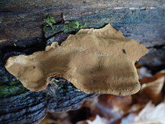 Phellinopsis conchata