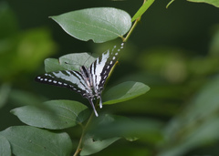 Graphium nomius