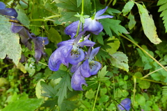 Aconitum variegatum