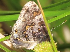 Aubergina vanessoides