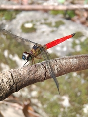Orchithemis pulcherrima