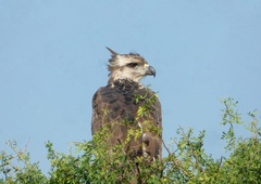 Buteogallus coronatus