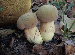 Suillellus luridus