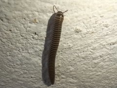 Ommatoiulus lusitanus