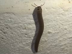 Ommatoiulus lusitanus