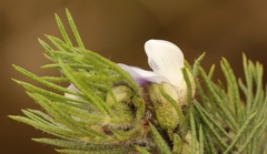 Psoralea floccosa