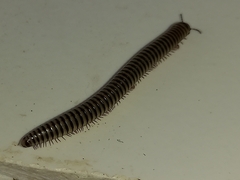 Ommatoiulus lusitanus