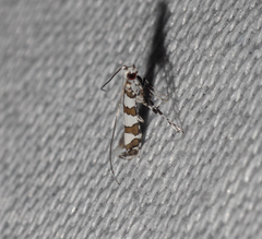Acrocercops autadelpha