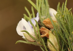 Psoralea floccosa