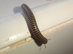 Ommatoiulus lusitanus