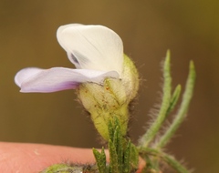 Psoralea floccosa