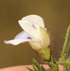 Psoralea floccosa