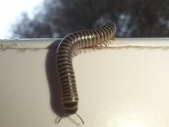 Ommatoiulus lusitanus