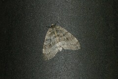Epirrita dilutata
