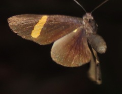 Isapis agyrtus