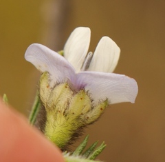 Psoralea floccosa