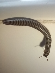 Ommatoiulus lusitanus