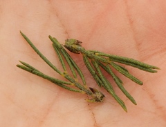 Psoralea floccosa