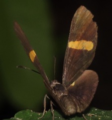 Isapis agyrtus