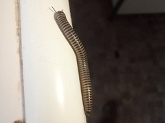 Ommatoiulus lusitanus