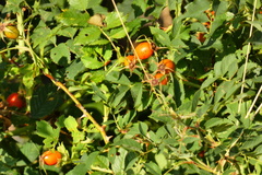 Rosa rubiginosa