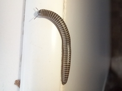 Ommatoiulus lusitanus