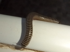 Ommatoiulus lusitanus