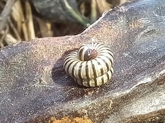 Ommatoiulus lusitanus