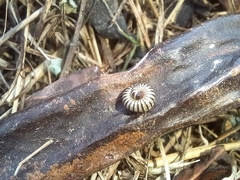 Ommatoiulus lusitanus