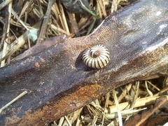 Ommatoiulus lusitanus