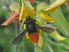 Crotalaria agatiflora