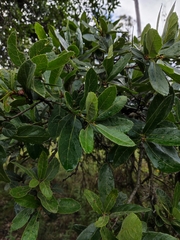 Quercus castanea