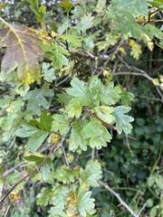 Crataegus monogyna