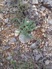 Asclepias asperula