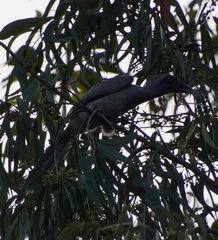 Ocyceros birostris