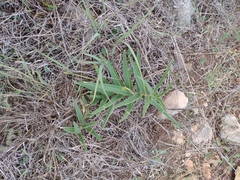 Asclepias asperula