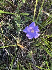 Ruellia humilis